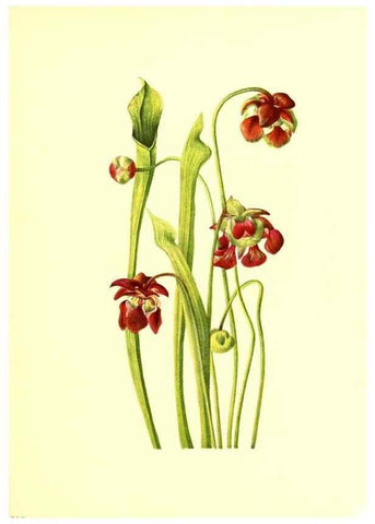 Reproducción/Reproduction 46027777204: Illustrations of North American pitcherplants,. Washington, D.C.,The Smithsonian Institution,1935.. 
