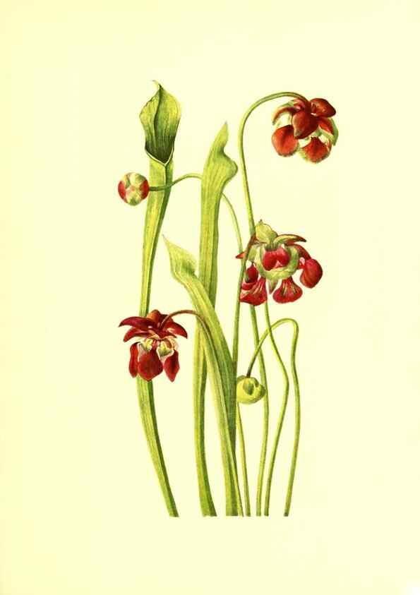 Reproducción/Reproduction 46027777204: Illustrations of North American pitcherplants,. Washington, D.C.,The Smithsonian Institution,1935.. 