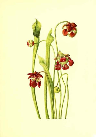 Reproducción/Reproduction 46027777204: Illustrations of North American pitcherplants,. Washington, D.C.,The Smithsonian Institution,1935.. 