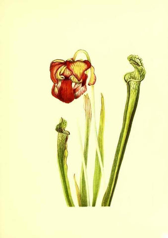 Reproducción/Reproduction 46752814131: Illustrations of North American pitcherplants,. Washington, D.C.,The Smithsonian Institution,1935.. 
