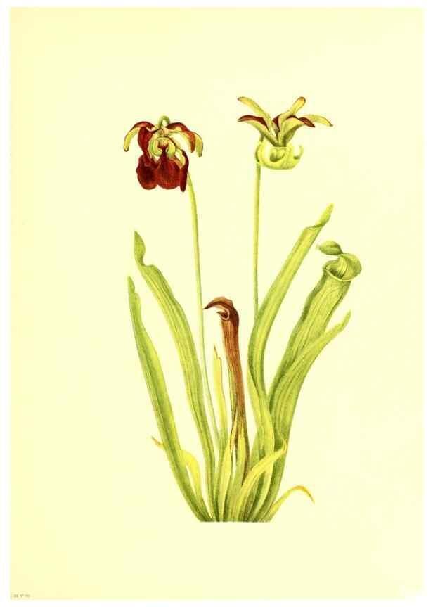 Reproducción/Reproduction 39787317083: Illustrations of North American pitcherplants,. Washington, D.C.,The Smithsonian Institution,1935.. 