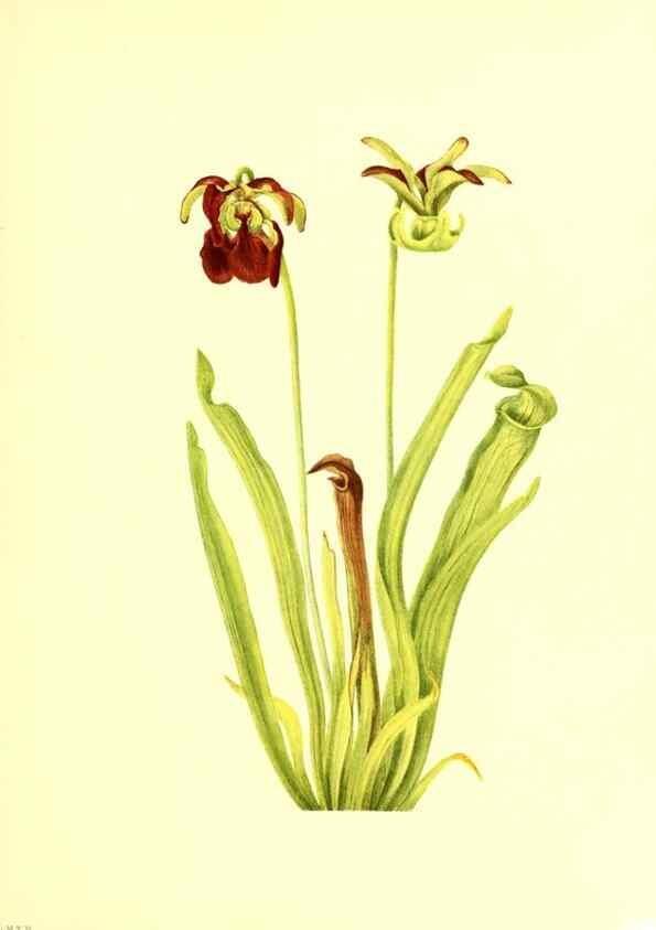 Reproducción/Reproduction 39787317083: Illustrations of North American pitcherplants,. Washington, D.C.,The Smithsonian Institution,1935.. 