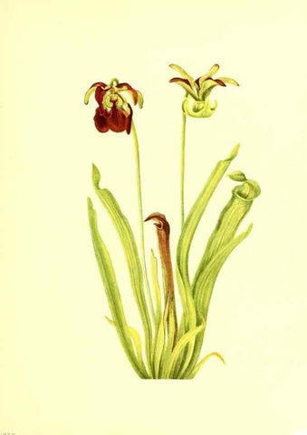 Reproducción/Reproduction 39787317083: Illustrations of North American pitcherplants,. Washington, D.C.,The Smithsonian Institution,1935.. 