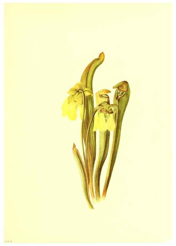 Reproducción/Reproduction 46699876422: Illustrations of North American pitcherplants,. Washington, D.C.,The Smithsonian Institution,1935.. 