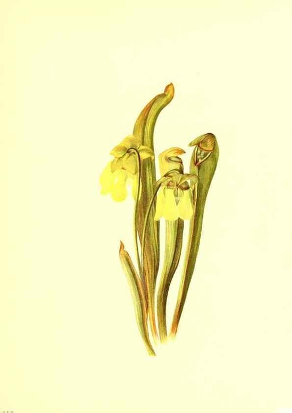 Reproducción/Reproduction 46699876422: Illustrations of North American pitcherplants,. Washington, D.C.,The Smithsonian Institution,1935.. 