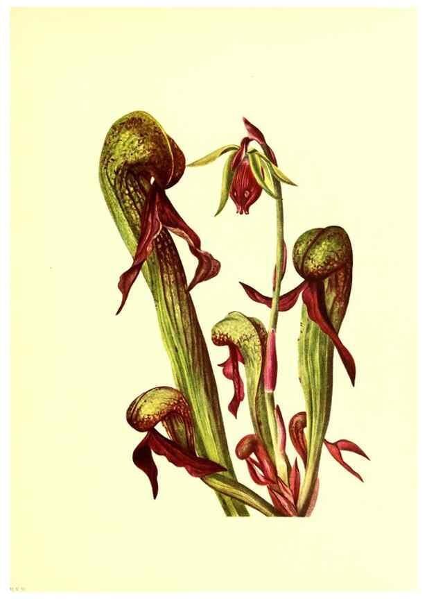 Reproducción/Reproduction 45837409115: Illustrations of North American pitcherplants,. Washington, D.C.,The Smithsonian Institution,1935.. 