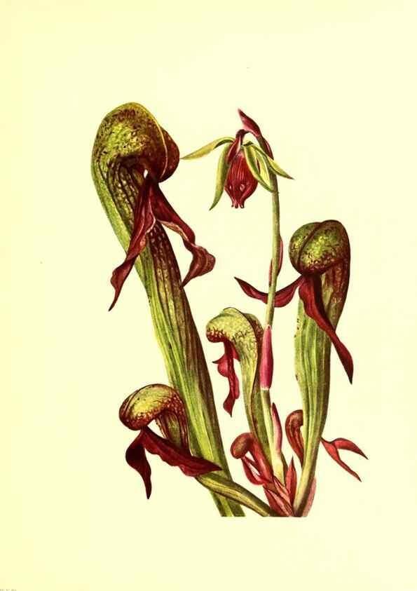 Reproducción/Reproduction 45837409115: Illustrations of North American pitcherplants,. Washington, D.C.,The Smithsonian Institution,1935.. 
