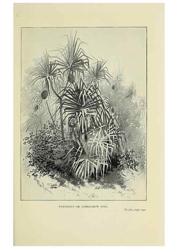 Reproducción/Reproduction 46030286594: A flower-hunter in Queensland & New Zealand,. London,J. Murray,1898.. 