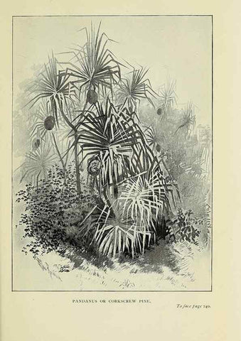 Reproducción/Reproduction 46030286594: A flower-hunter in Queensland & New Zealand,. London,J. Murray,1898.. 
