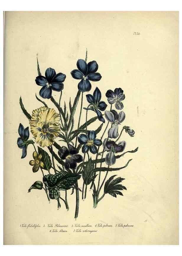 Reproducción/Reproduction 39800245833: The ladies' flower-garden of ornamental perennials.. London,W. Smith,1843-44.. 