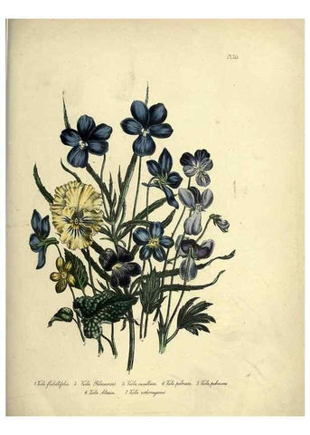Reproducción/Reproduction 39800245833: The ladies' flower-garden of ornamental perennials.. London,W. Smith,1843-44.. 