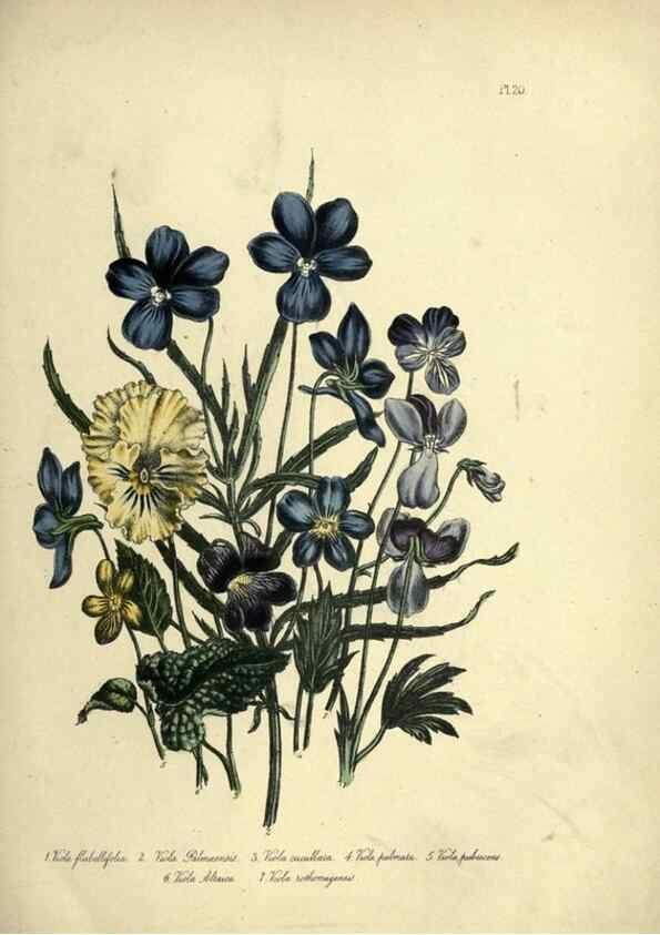 Reproducción/Reproduction 39800245833: The ladies' flower-garden of ornamental perennials.. London,W. Smith,1843-44.. 