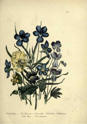 Reproducción/Reproduction 39800245833: The ladies' flower-garden of ornamental perennials.. London,W. Smith,1843-44.. 
