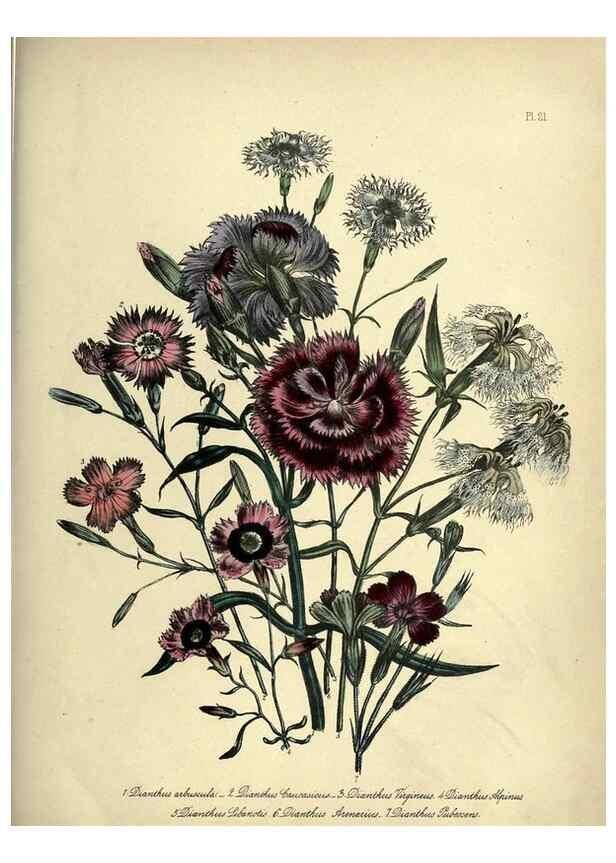 Reproducción/Reproduction 46765562031: The ladies' flower-garden of ornamental perennials.. London,W. Smith,1843-44.. 