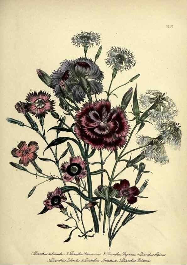 Reproducción/Reproduction 46765562031: The ladies' flower-garden of ornamental perennials.. London,W. Smith,1843-44.. 
