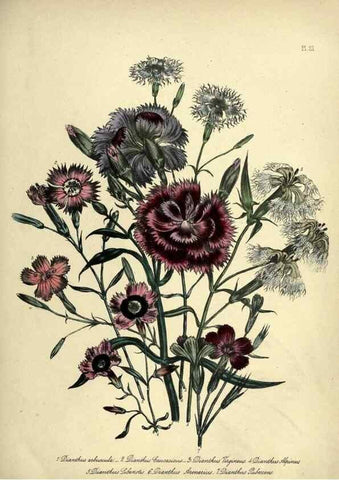 Reproducción/Reproduction 46765562031: The ladies' flower-garden of ornamental perennials.. London,W. Smith,1843-44.. 