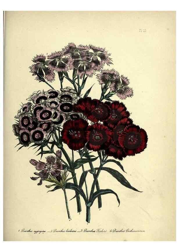 Reproducción/Reproduction 31823844417: The ladies' flower-garden of ornamental perennials.. London,W. Smith,1843-44.. 