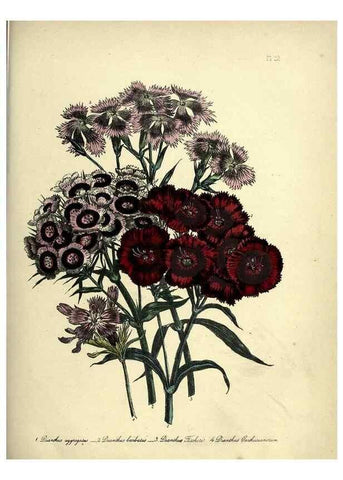 Reproducción/Reproduction 31823844417: The ladies' flower-garden of ornamental perennials.. London,W. Smith,1843-44.. 