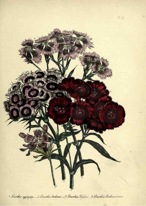 Reproducción/Reproduction 31823844417: The ladies' flower-garden of ornamental perennials.. London,W. Smith,1843-44.. 