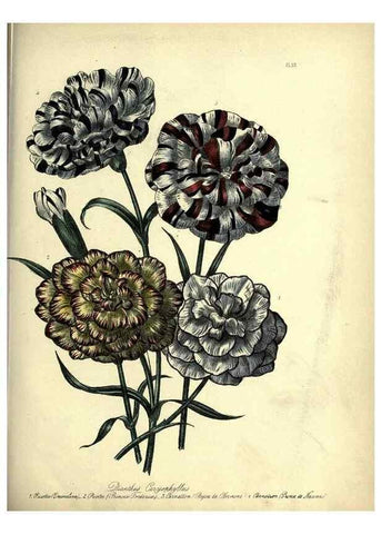 Reproducción/Reproduction 46040399304: The ladies' flower-garden of ornamental perennials.. London,W. Smith,1843-44.. 