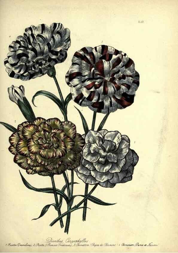 Reproducción/Reproduction 46040399304: The ladies' flower-garden of ornamental perennials.. London,W. Smith,1843-44.. 