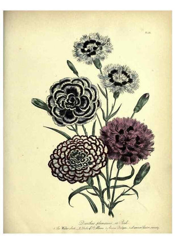 Reproducción/Reproduction 31823845057: The ladies' flower-garden of ornamental perennials.. London,W. Smith,1843-44.. 