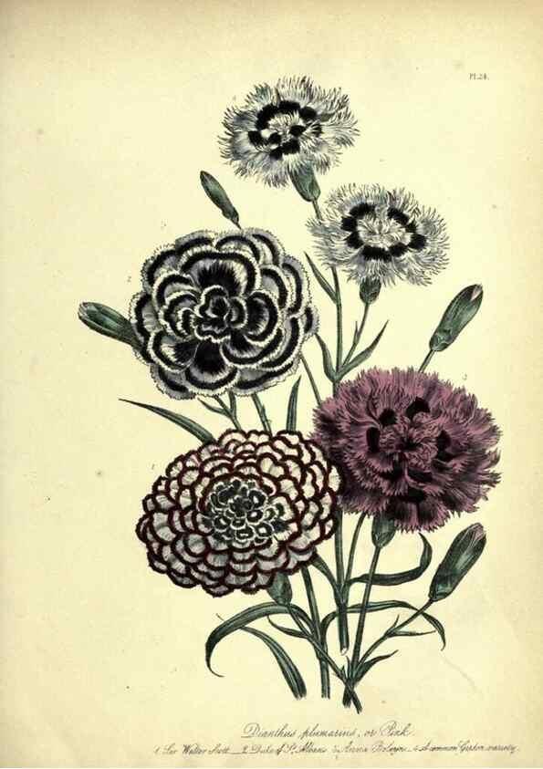 Reproducción/Reproduction 31823845057: The ladies' flower-garden of ornamental perennials.. London,W. Smith,1843-44.. 