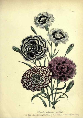 Reproducción/Reproduction 31823845057: The ladies' flower-garden of ornamental perennials.. London,W. Smith,1843-44.. 