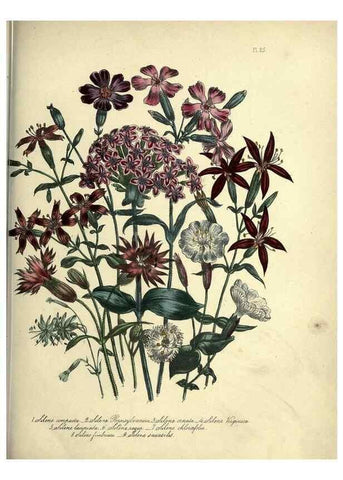 Reproducción/Reproduction 45850382675: The ladies' flower-garden of ornamental perennials.. London,W. Smith,1843-44.. 