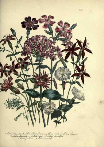 Reproducción/Reproduction 45850382675: The ladies' flower-garden of ornamental perennials.. London,W. Smith,1843-44.. 