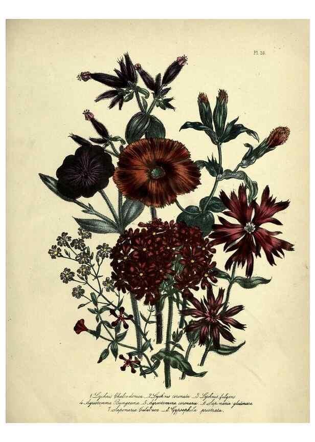 Reproducción/Reproduction 46712595802: The ladies' flower-garden of ornamental perennials.. London,W. Smith,1843-44.. 