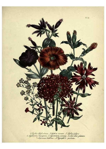 Reproducción/Reproduction 46712595802: The ladies' flower-garden of ornamental perennials.. London,W. Smith,1843-44.. 
