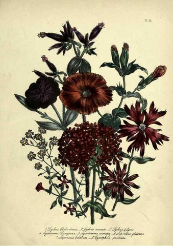 Reproducción/Reproduction 46712595802: The ladies' flower-garden of ornamental perennials.. London,W. Smith,1843-44.. 
