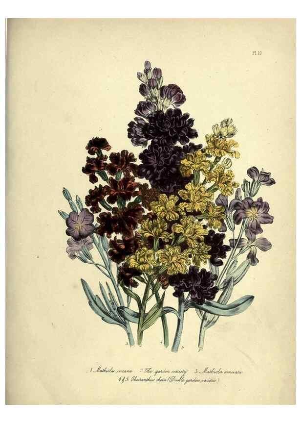 Reproducción/Reproduction 31823842937: The ladies' flower-garden of ornamental perennials.. London,W. Smith,1843-44.. 
