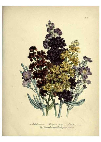 Reproducción/Reproduction 31823842937: The ladies' flower-garden of ornamental perennials.. London,W. Smith,1843-44.. 