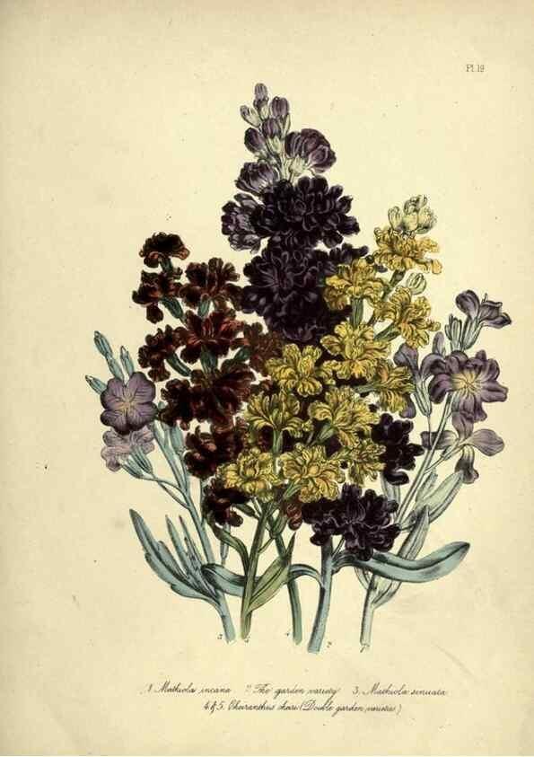 Reproducción/Reproduction 31823842937: The ladies' flower-garden of ornamental perennials.. London,W. Smith,1843-44.. 