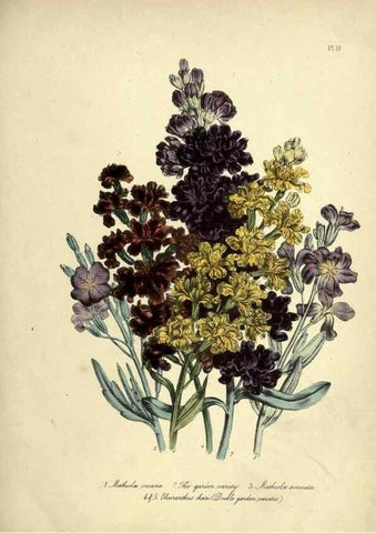 Reproducción/Reproduction 31823842937: The ladies' flower-garden of ornamental perennials.. London,W. Smith,1843-44.. 
