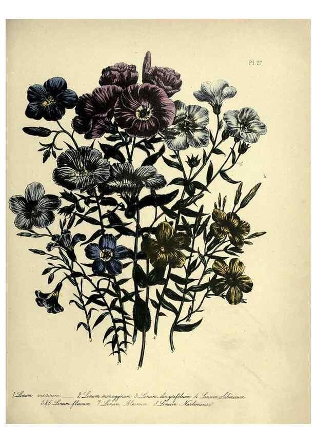 Reproducción/Reproduction 46712596682: The ladies' flower-garden of ornamental perennials.. London,W. Smith,1843-44.. 