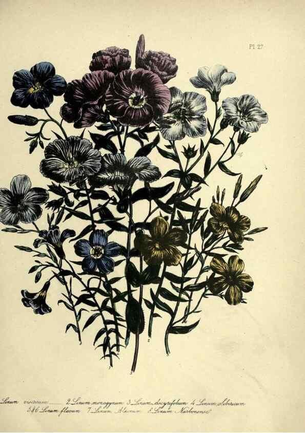 Reproducción/Reproduction 46712596682: The ladies' flower-garden of ornamental perennials.. London,W. Smith,1843-44.. 