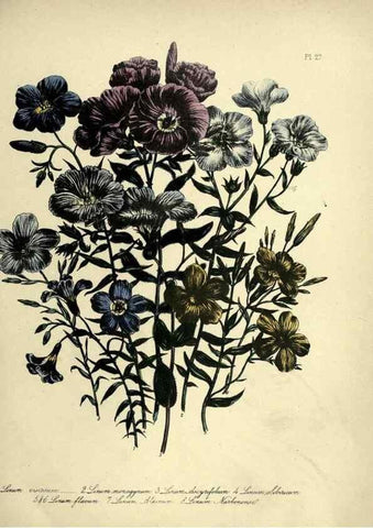 Reproducción/Reproduction 46712596682: The ladies' flower-garden of ornamental perennials.. London,W. Smith,1843-44.. 