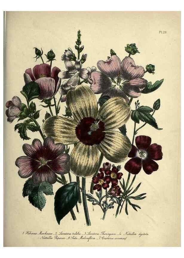 Reproducción/Reproduction 32889861348: The ladies' flower-garden of ornamental perennials.. London,W. Smith,1843-44.. 