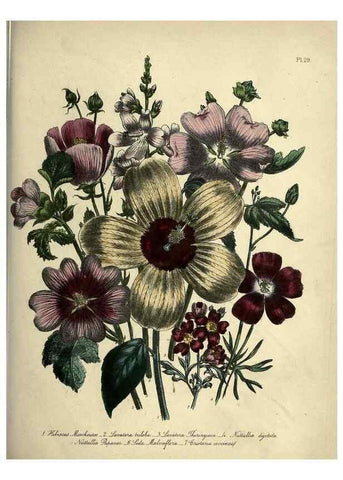 Reproducción/Reproduction 32889861348: The ladies' flower-garden of ornamental perennials.. London,W. Smith,1843-44.. 