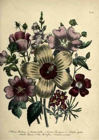 Reproducción/Reproduction 32889861348: The ladies' flower-garden of ornamental perennials.. London,W. Smith,1843-44.. 