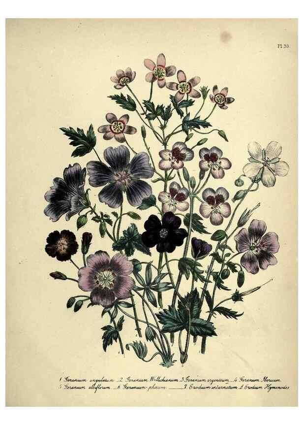 Reproducción/Reproduction 45850390075: The ladies' flower-garden of ornamental perennials.. London,W. Smith,1843-44.. 