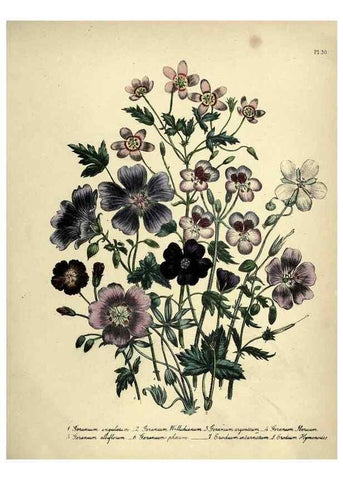 Reproducción/Reproduction 45850390075: The ladies' flower-garden of ornamental perennials.. London,W. Smith,1843-44.. 