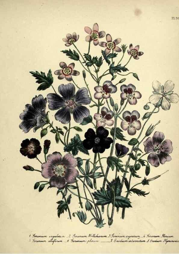 Reproducción/Reproduction 45850390075: The ladies' flower-garden of ornamental perennials.. London,W. Smith,1843-44.. 