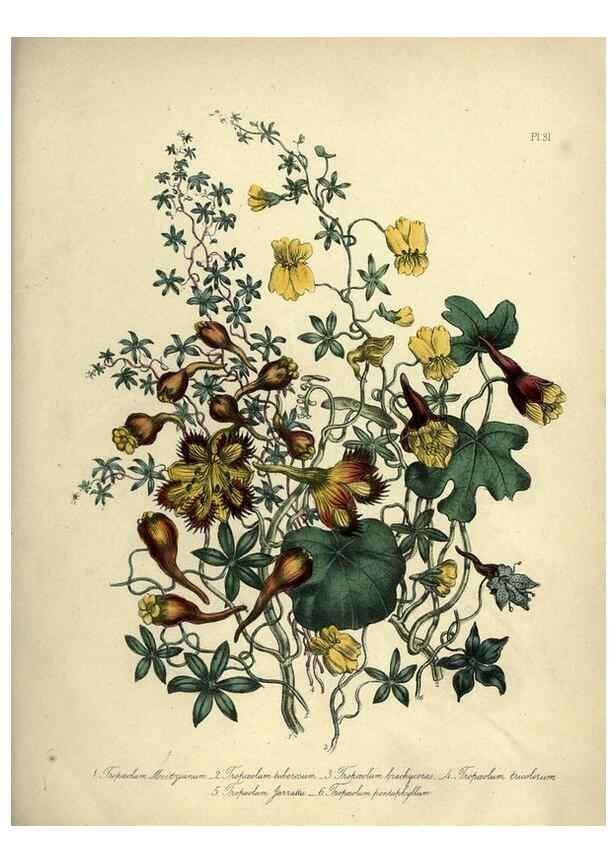 Reproducción/Reproduction 45850391745: The ladies' flower-garden of ornamental perennials.. London,W. Smith,1843-44.. 