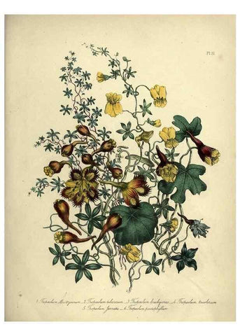 Reproducción/Reproduction 45850391745: The ladies' flower-garden of ornamental perennials.. London,W. Smith,1843-44.. 