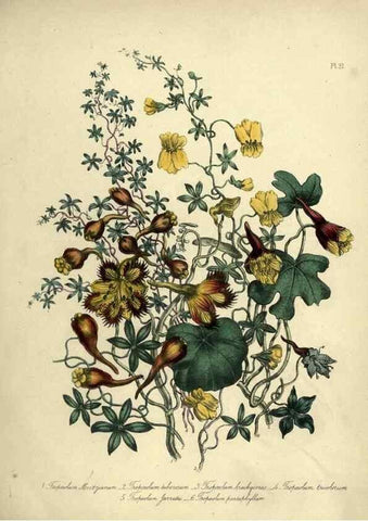 Reproducción/Reproduction 45850391745: The ladies' flower-garden of ornamental perennials.. London,W. Smith,1843-44.. 
