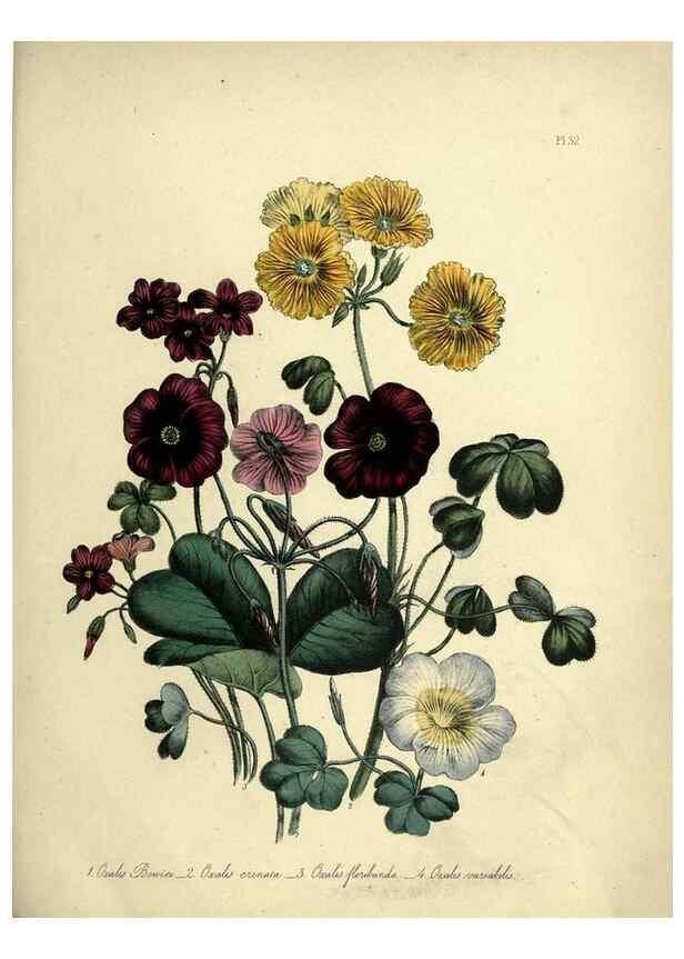 Reproducción/Reproduction 45850393045: The ladies' flower-garden of ornamental perennials.. London,W. Smith,1843-44.. 